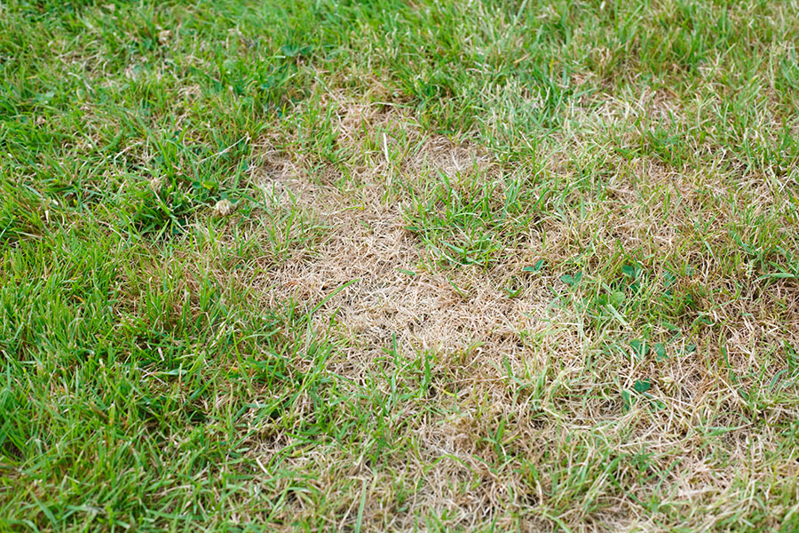Fläckig gräsmatta med grönt gräs och bruna, döda områden som tyder på möjlig svampsjukdom eller torkskador.