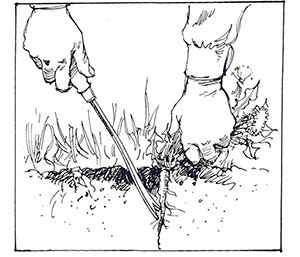 Bilden visar hur man tar upp ogräs med ett ogräsjärn på rätt sätt.