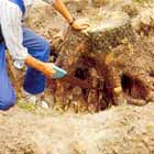 Kapa rötter under stubben med fogsvans eller sticksåg