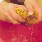 Skölj och krama ur svampen i rent vatten