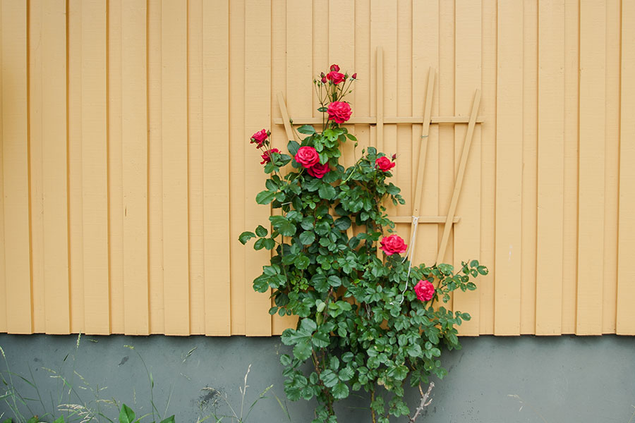 Spaljé av trä som är målad och uppsatt på husvägg med en vackert slingrande ros.