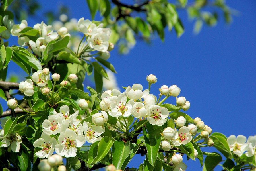 Päronträd som blommar på våren