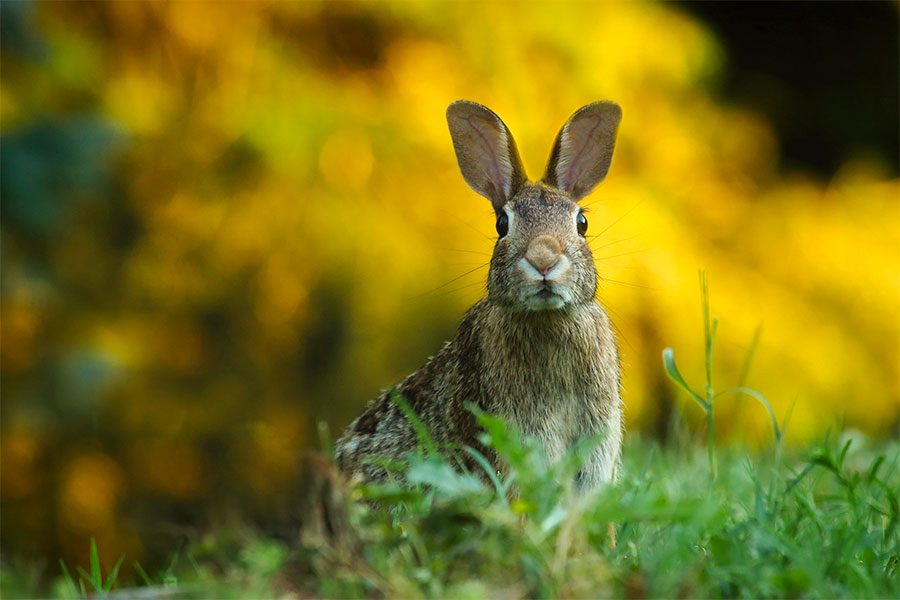 Större skadedjur med en hare på gräsmattan
